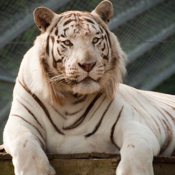 Meet your Posher, Laila - Picture 1 of 1